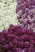 sweet alyssum